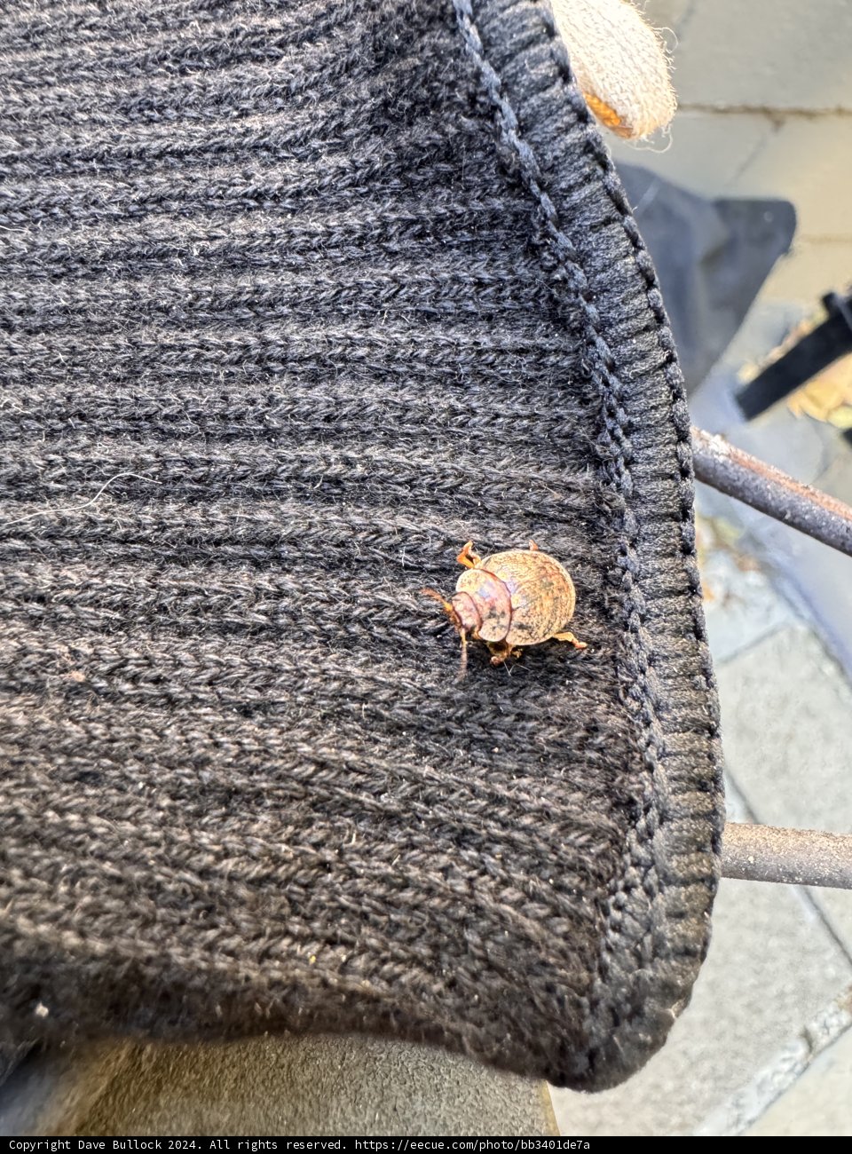 Unexpected Visitor on Knitwear