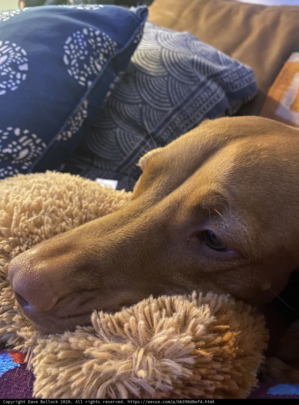 Cozy Canine on Cushion