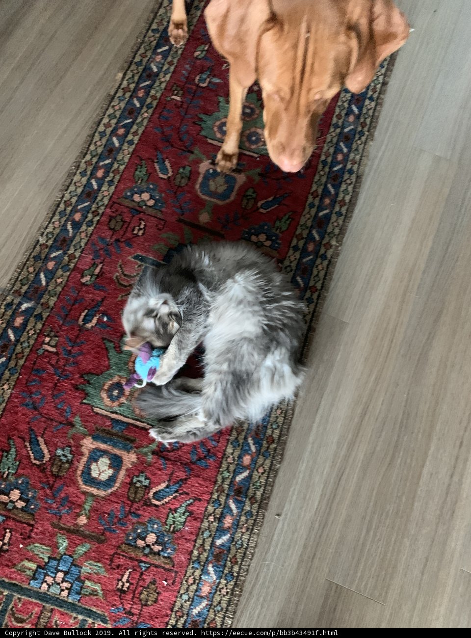 Playtime with the Pup and Cat