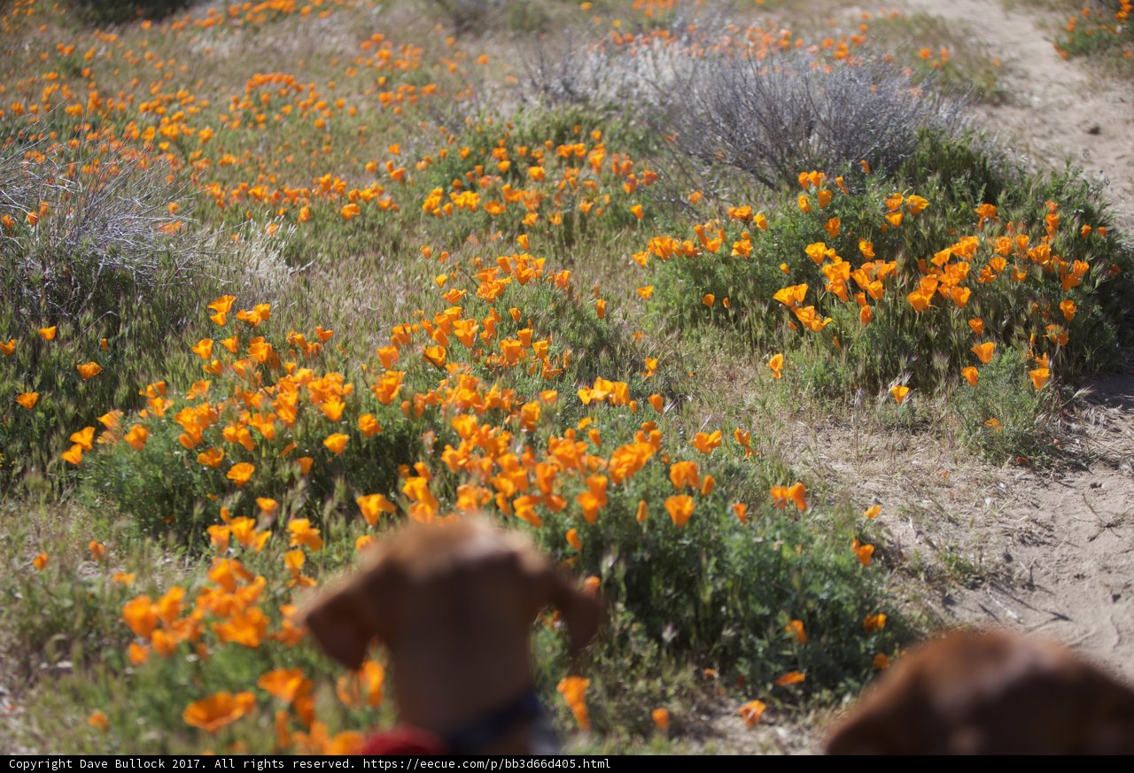 Poppies and Pup