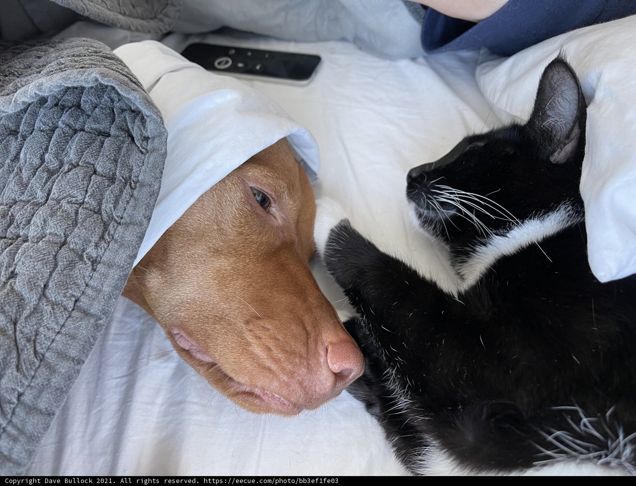 Companions on a Cozy Morning