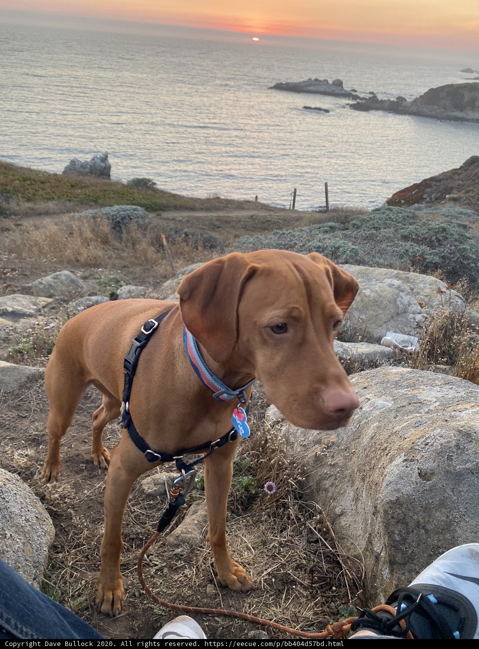 Rocky Coast Canine