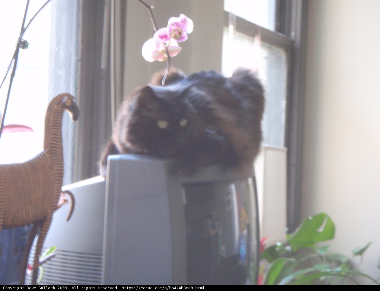 Isabella Takes Over the Screen