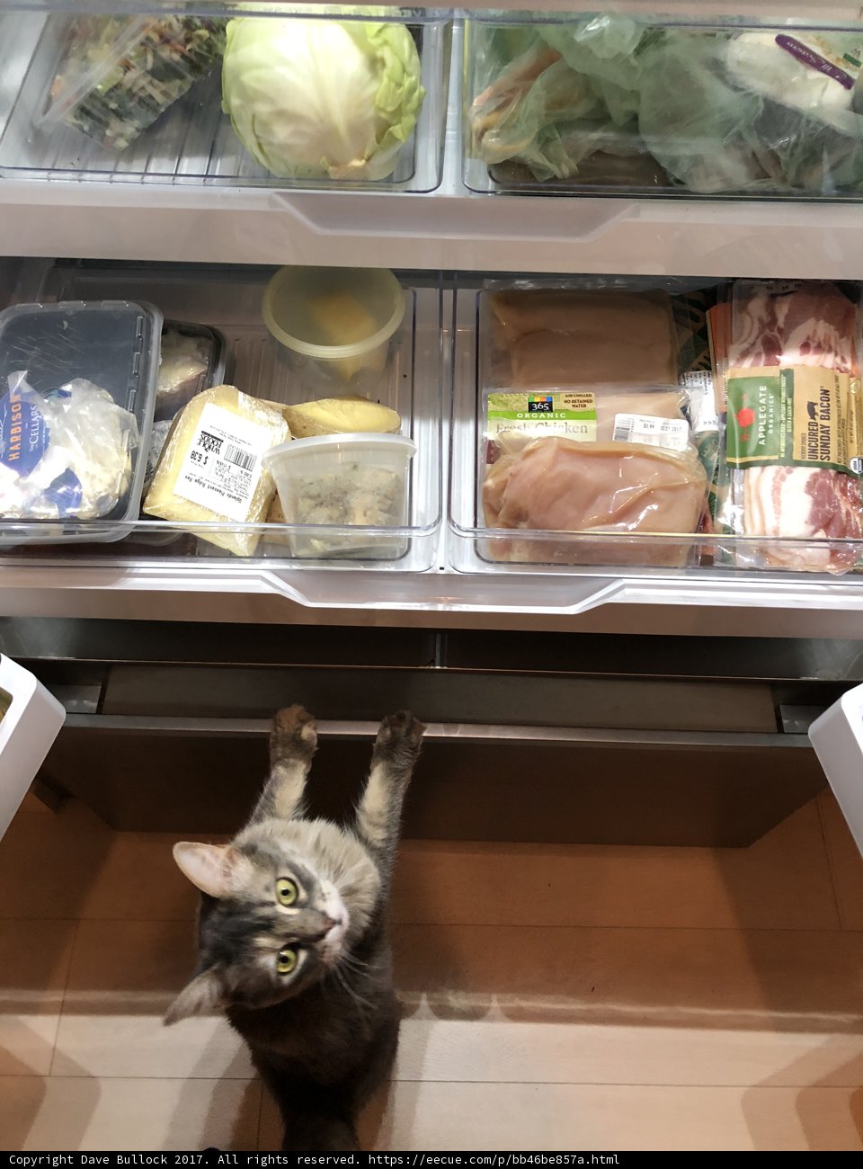 Feline Fridge Raid