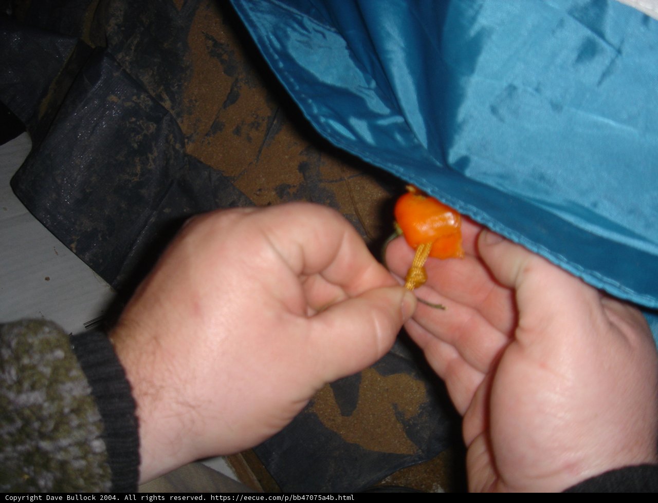 A Handful of Orange Joy