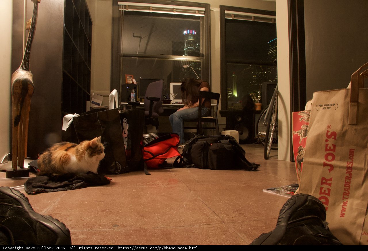 Feline Companion on the Floor