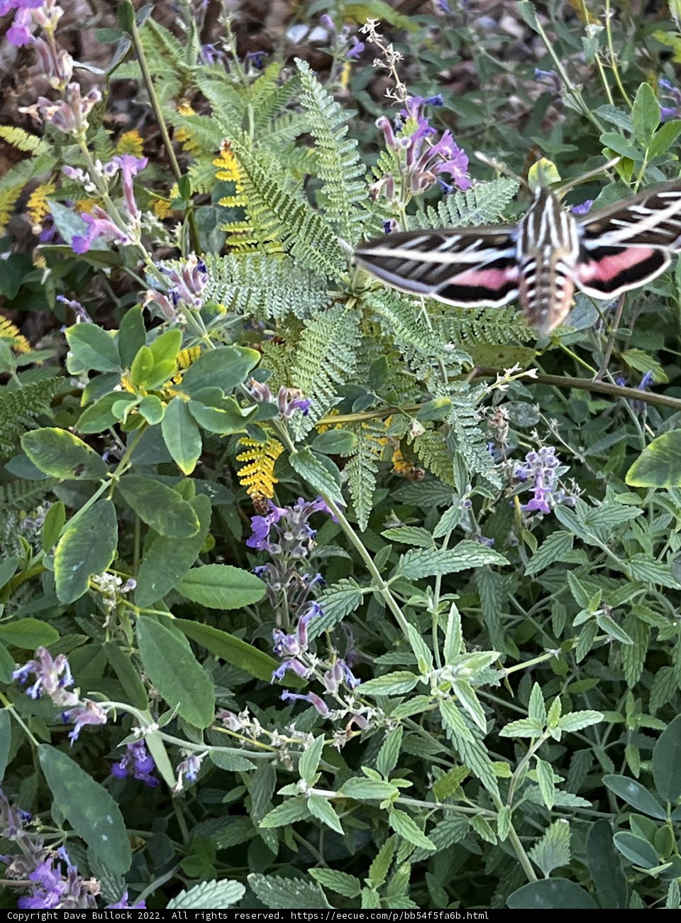 A Moth Glides Over a Bed of Purple Flowers