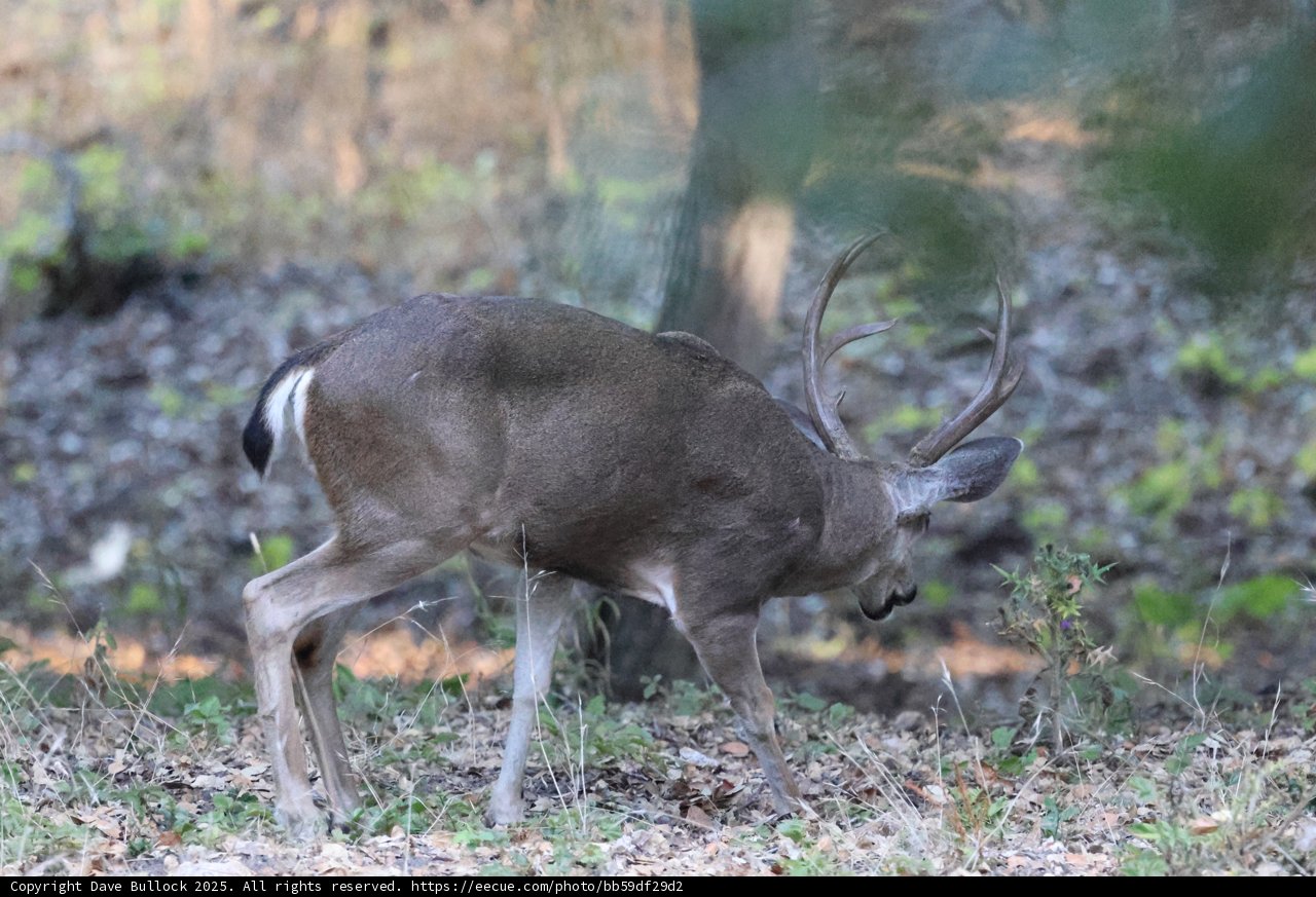 Graceful Encounter in Carmel Valley