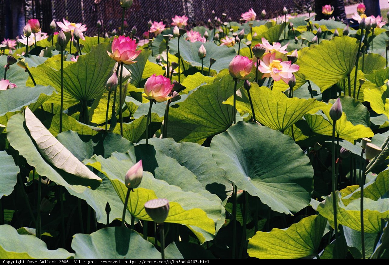 Field of Pink Lotus Flowers