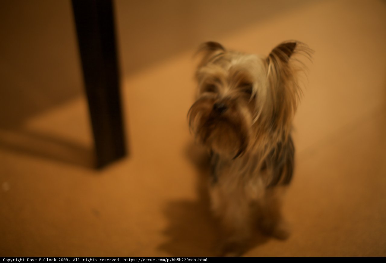 Cute Affenpinscher Pup Takes A Break