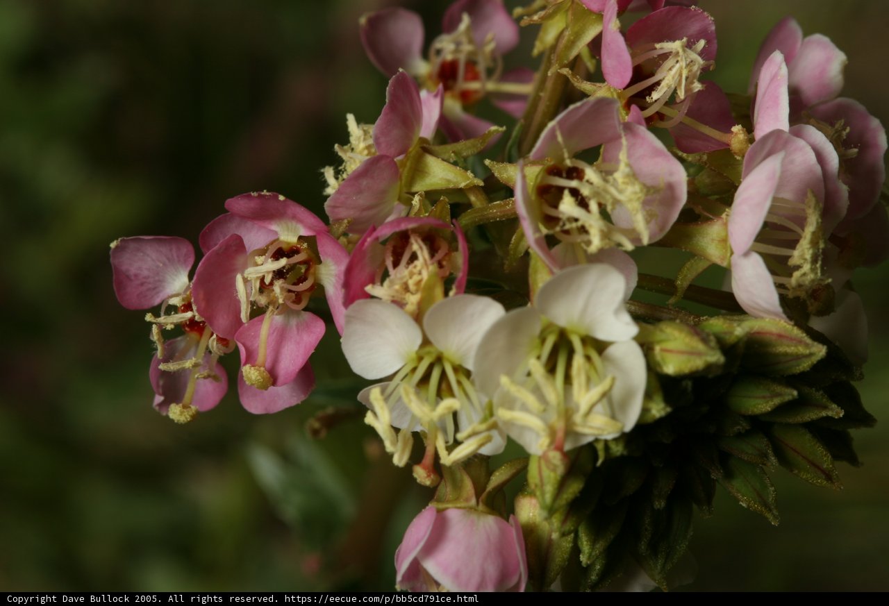 Pink and White Flowers Up Close