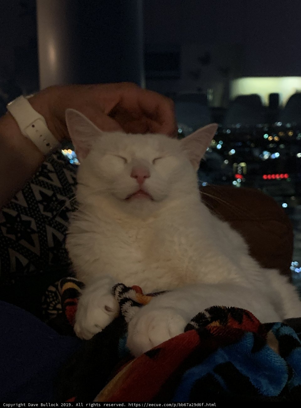 Cozy Cat Nap