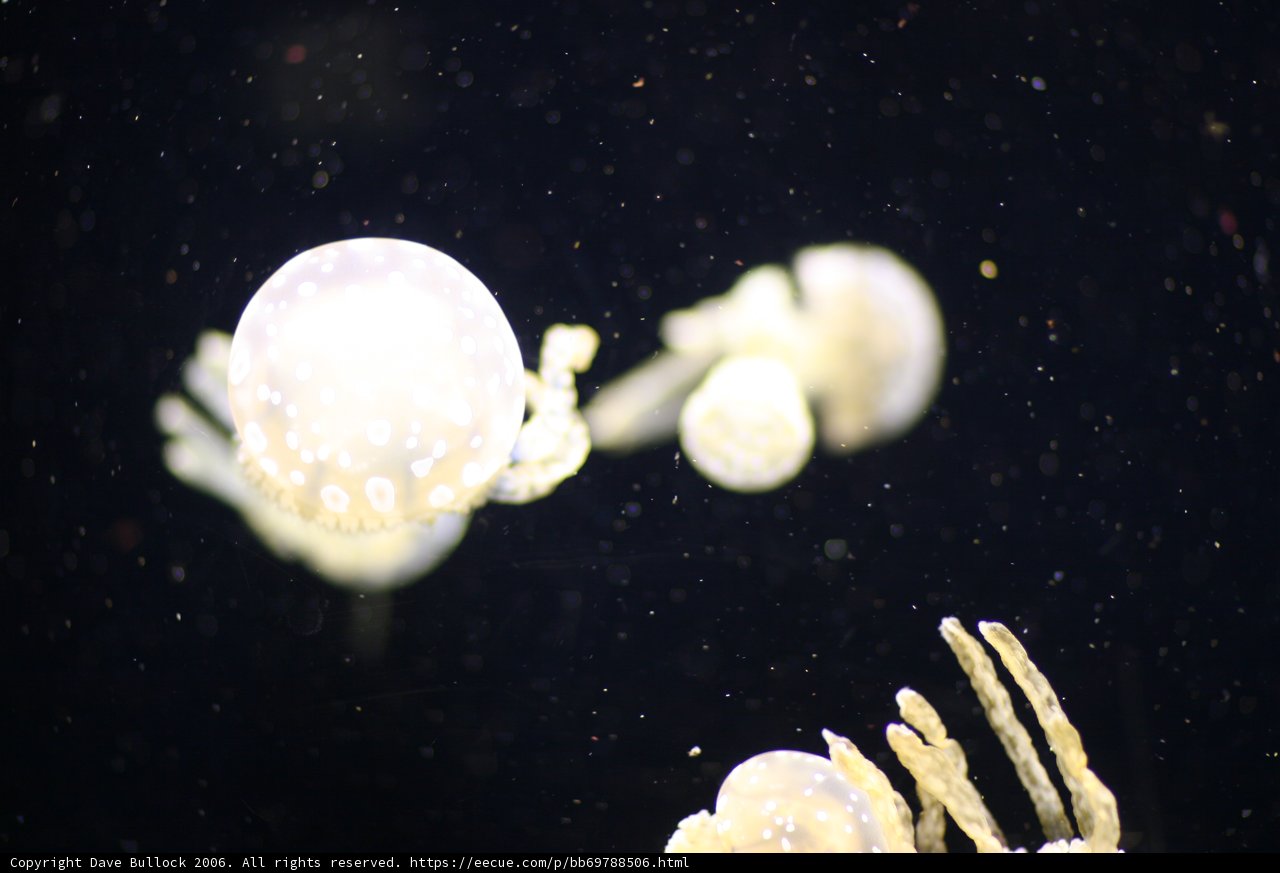 Underwater Jellyfish Gathering