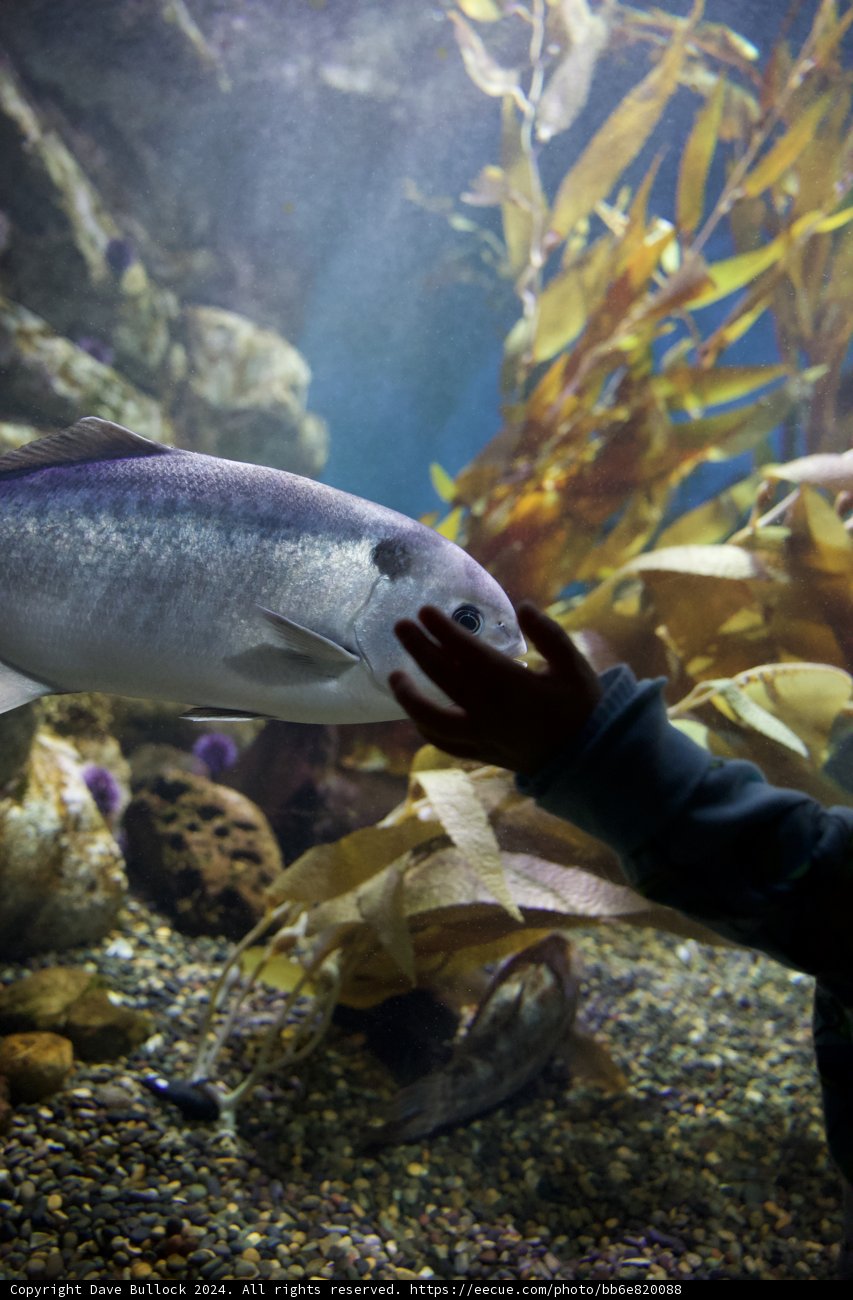 The Aquatic Encounter