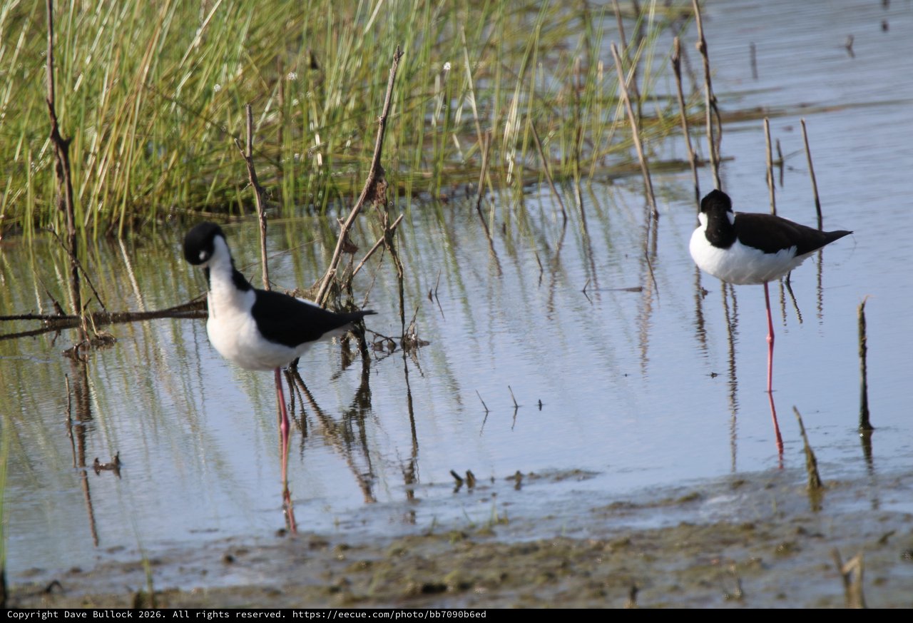 Black-necked Stilts Foraging in Shallow Wetland Waters