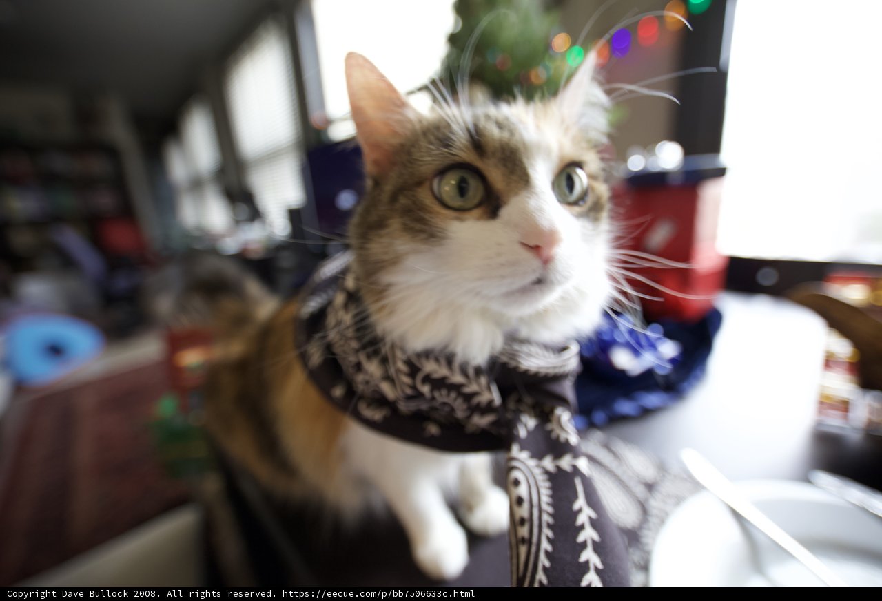 Festive Feline Fashion
