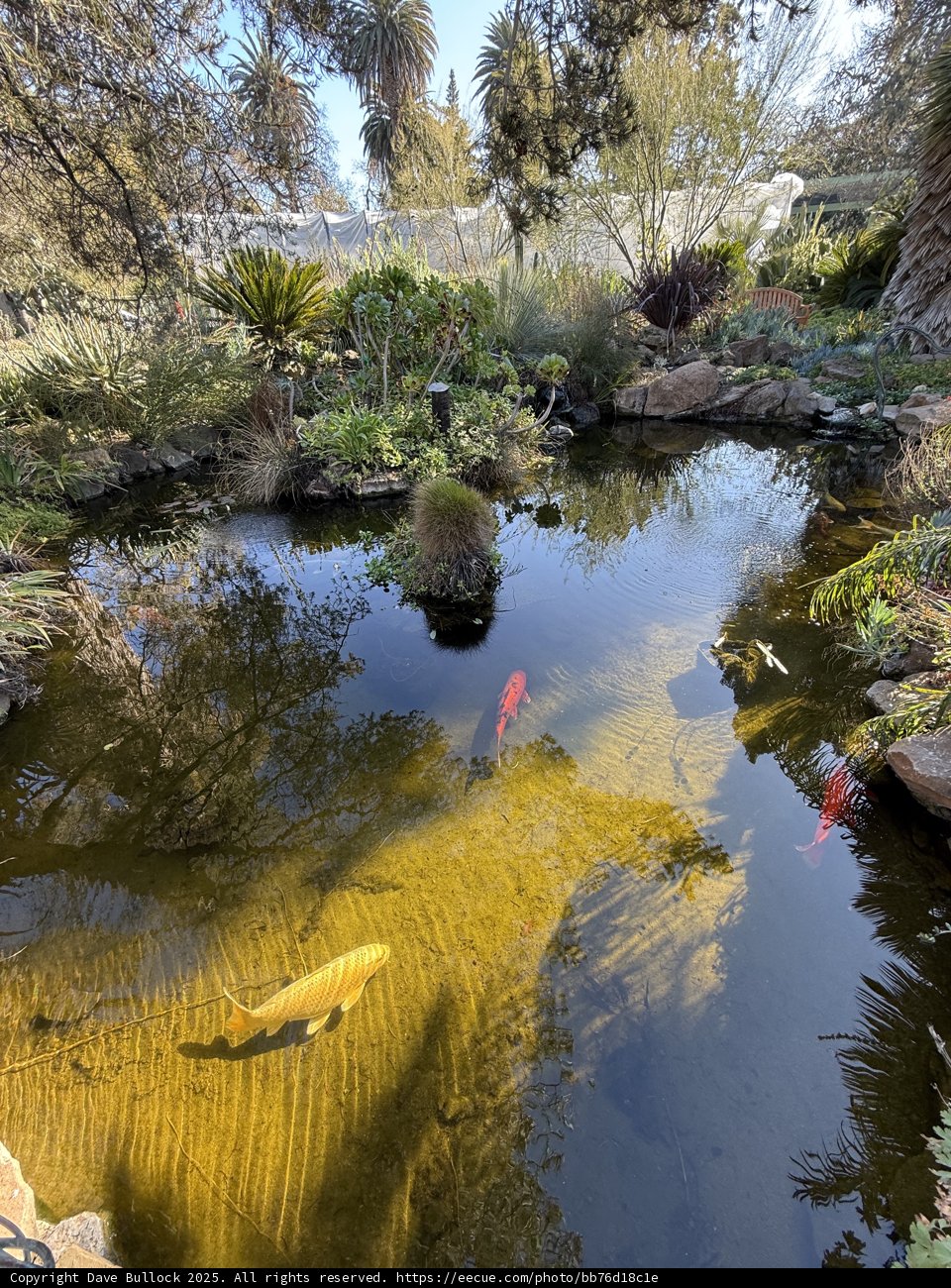 Tranquil Reflections