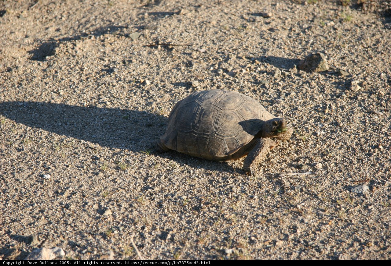Slow and Steady Wins the Race