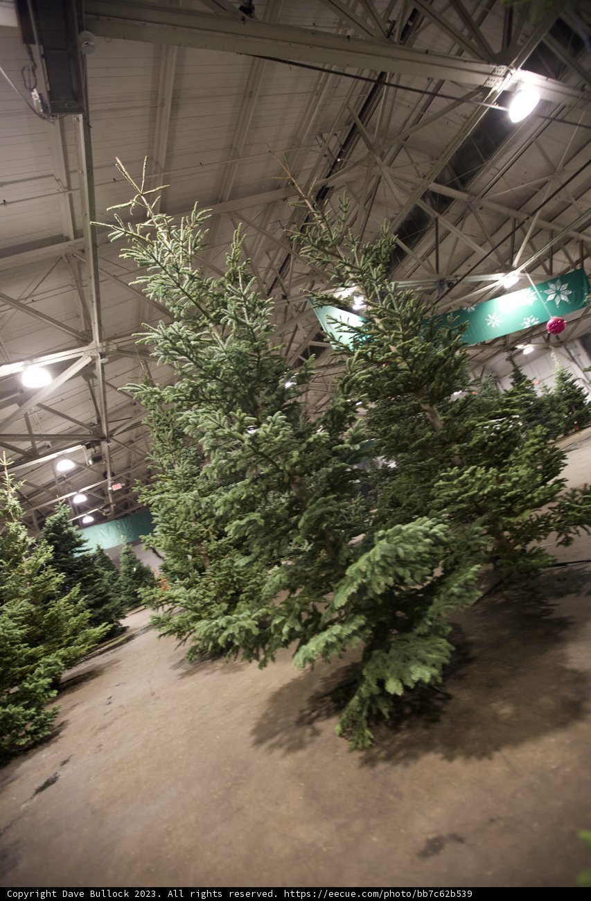 Coniferous Paradise in the Heart of the City