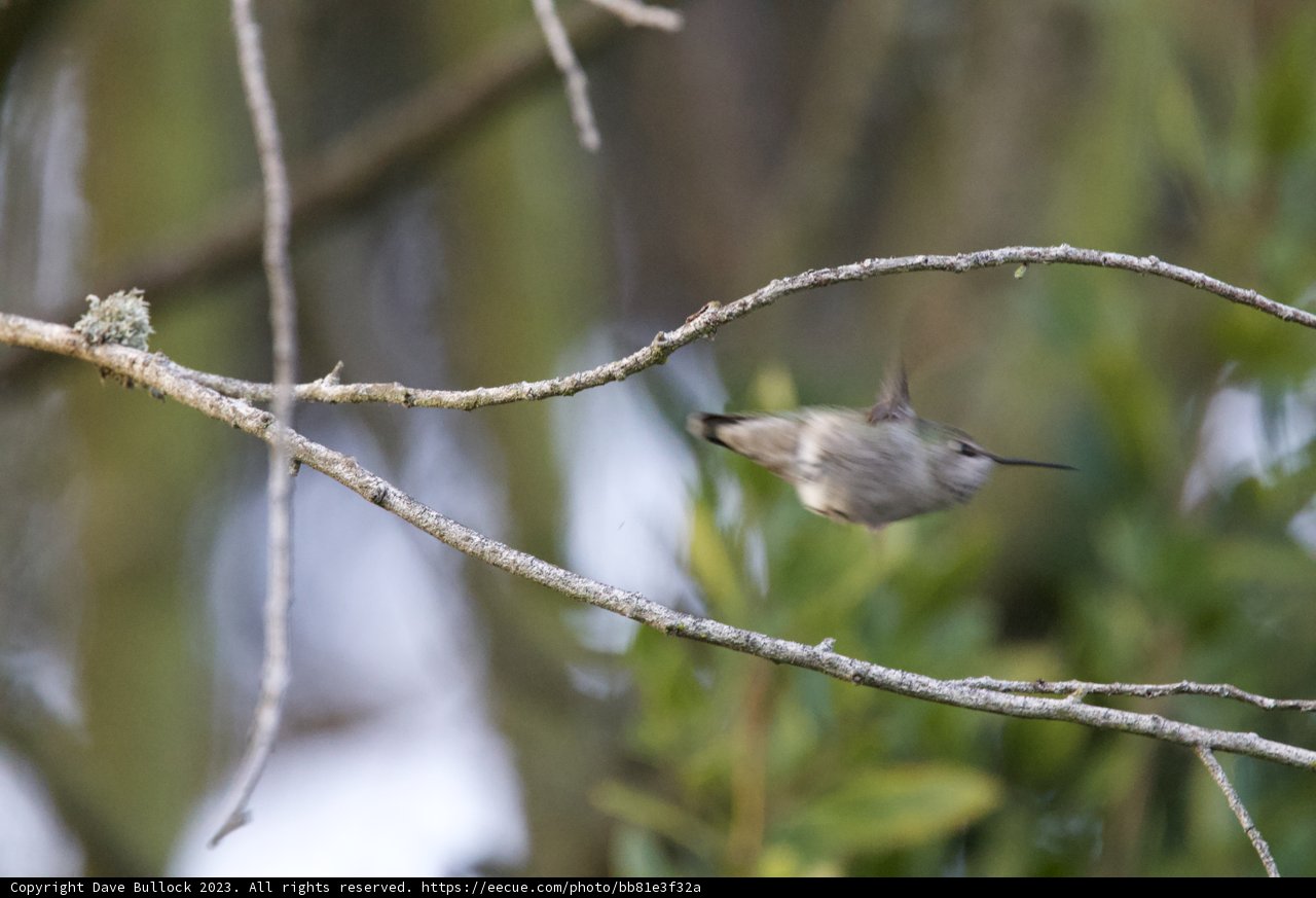 Dancing in the Wind: 2023 Fort Mason Hummingbird