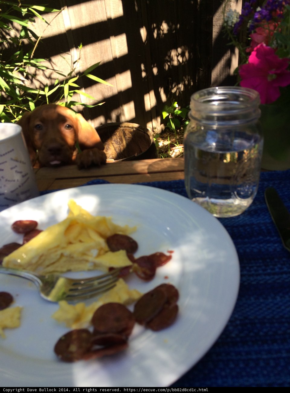 Delicious Meal for You and Your Pup