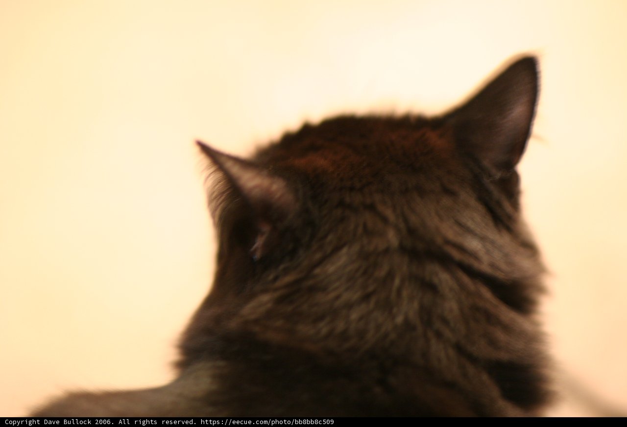 Inquisitive Feline
