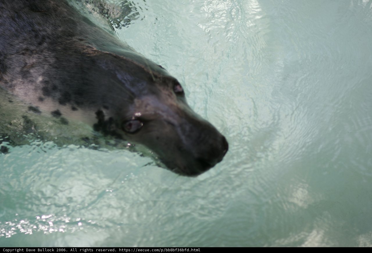 Serene Seal in the Sea