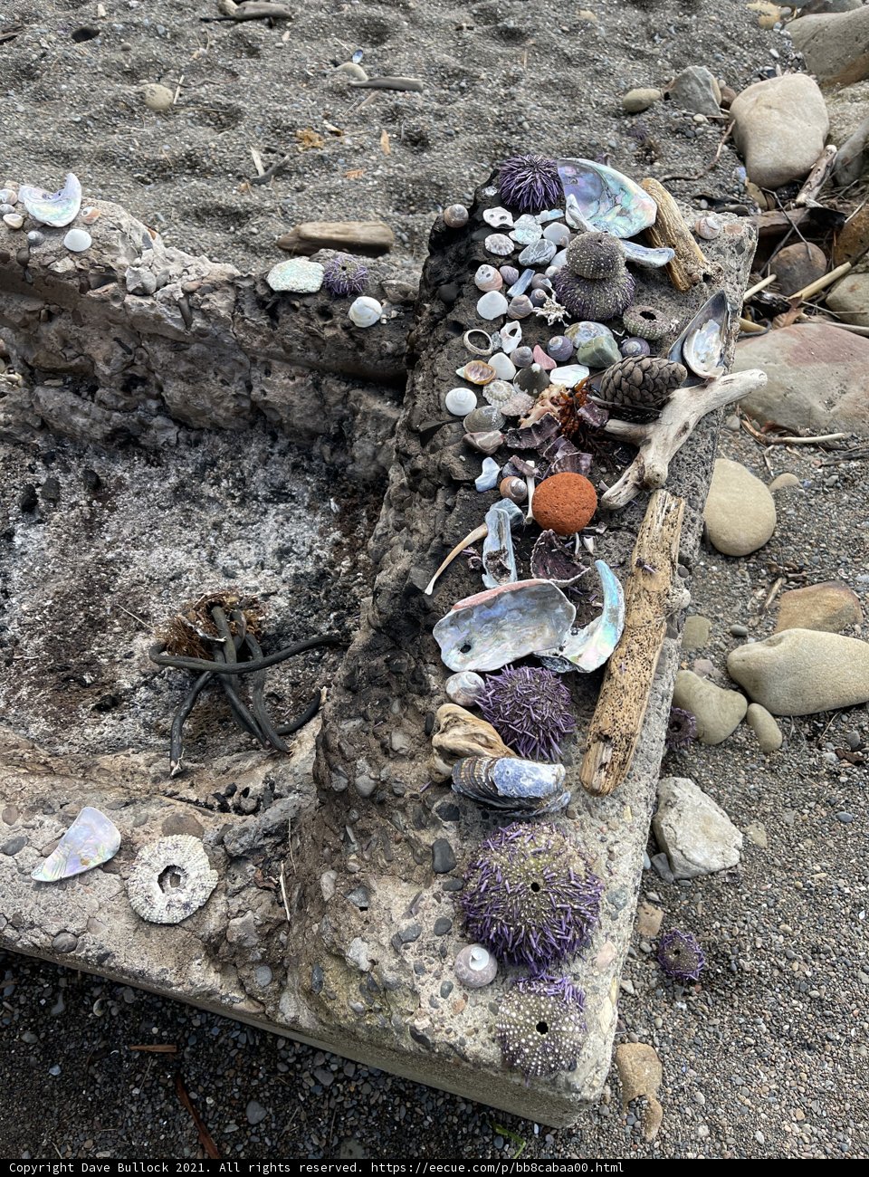 Seashell and Clam Mound on Jenner Beach