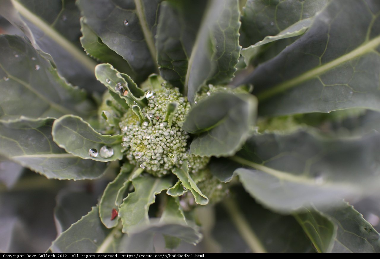 Dewy Vegetable