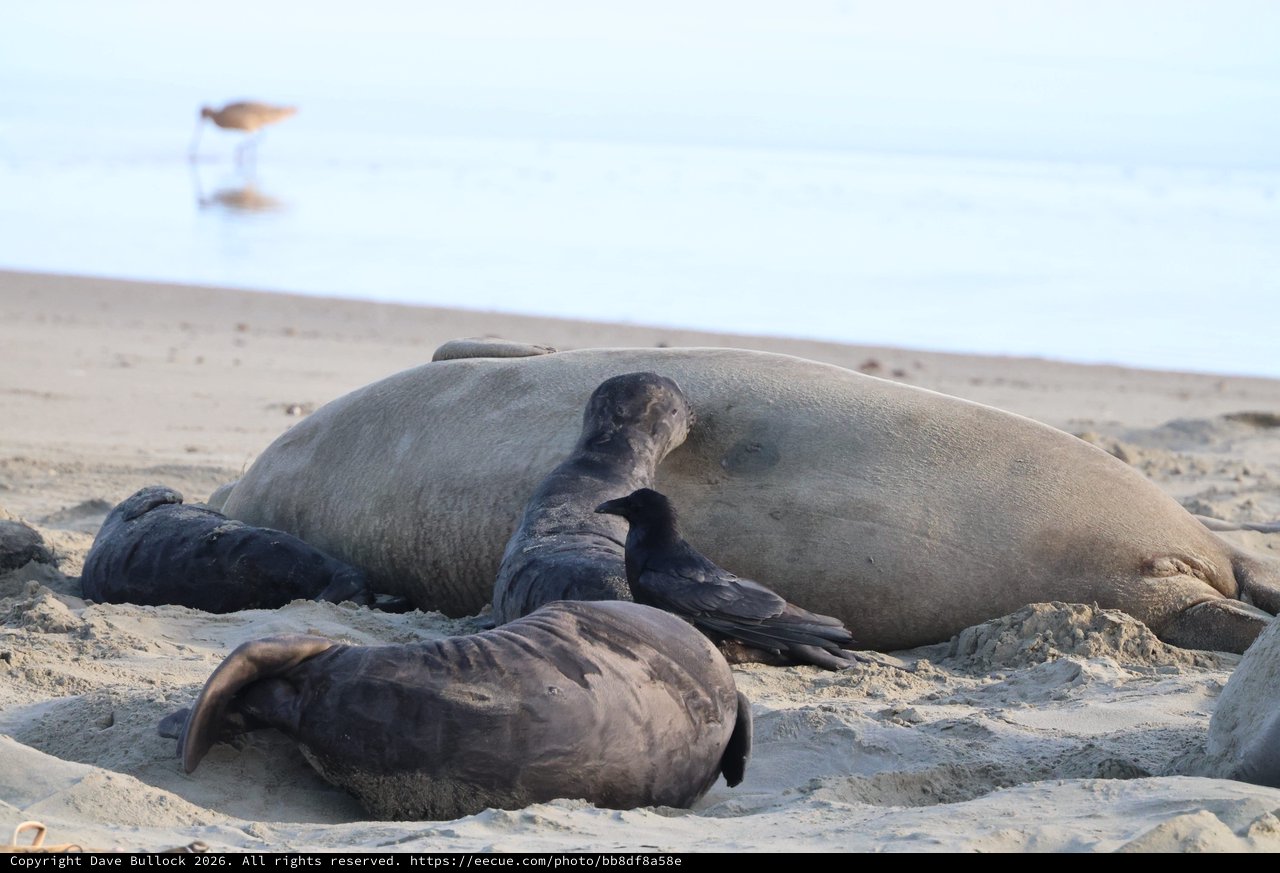 Elephant Seals Resting on Drakes Beach Shore