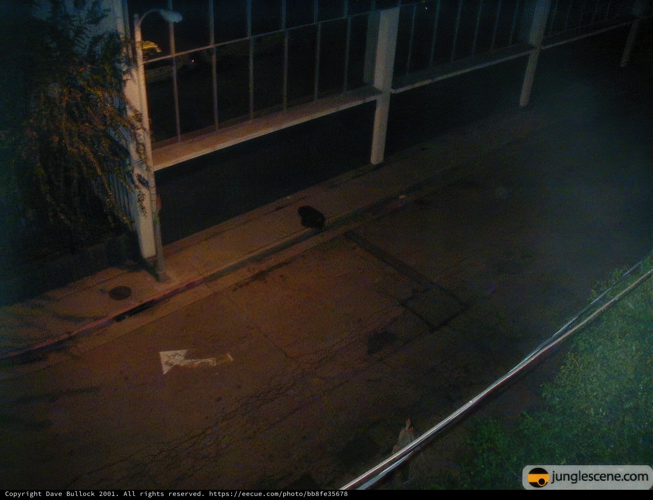 Midnight Stroll with a Feline Companion