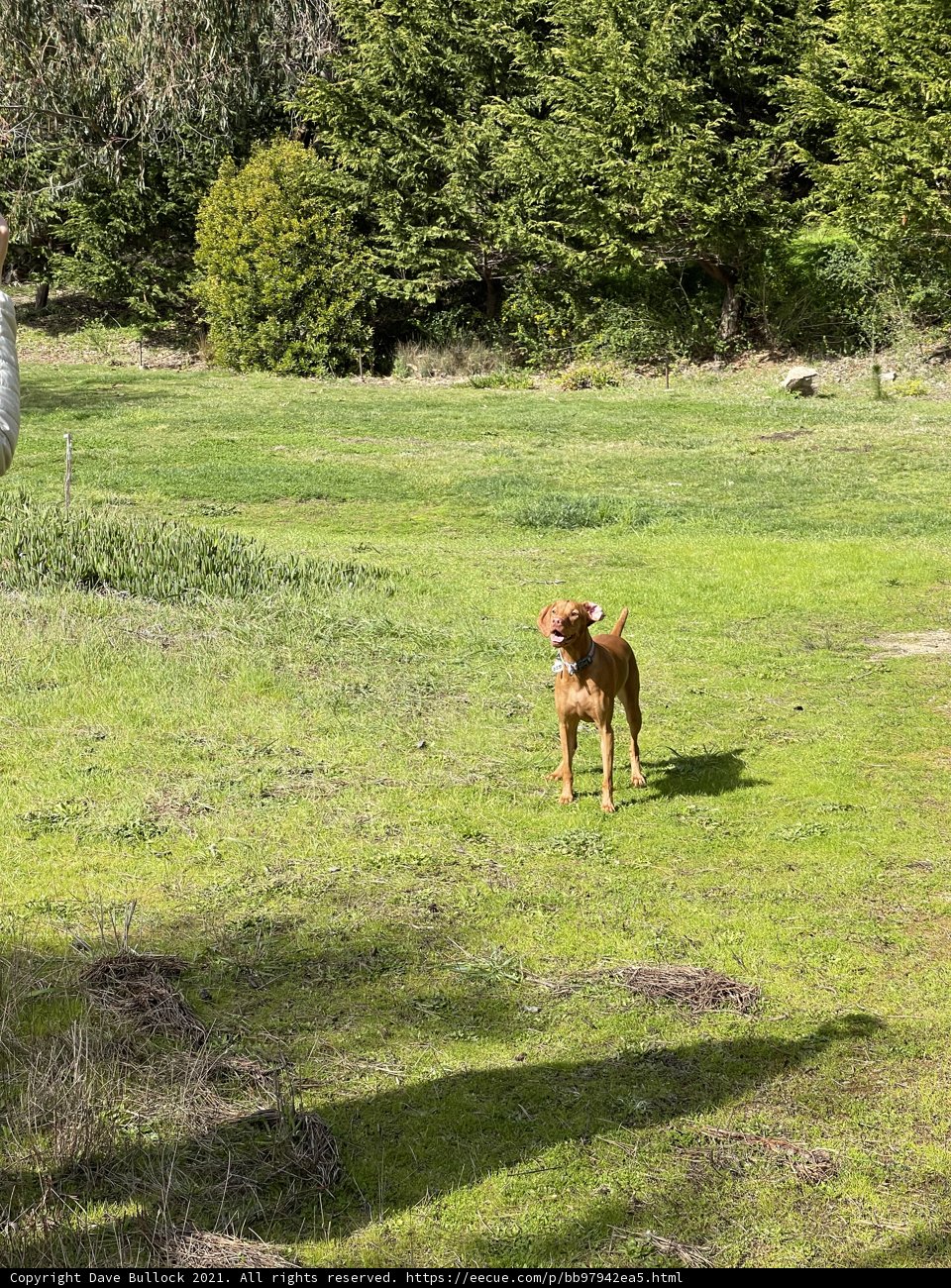 Canine and Llama Out on the Field