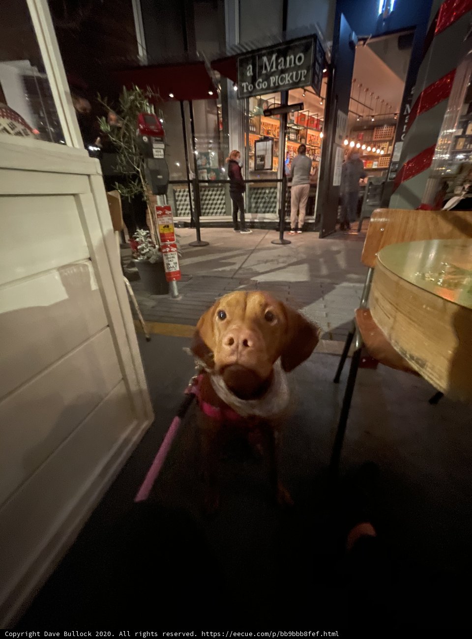 Urban Pup