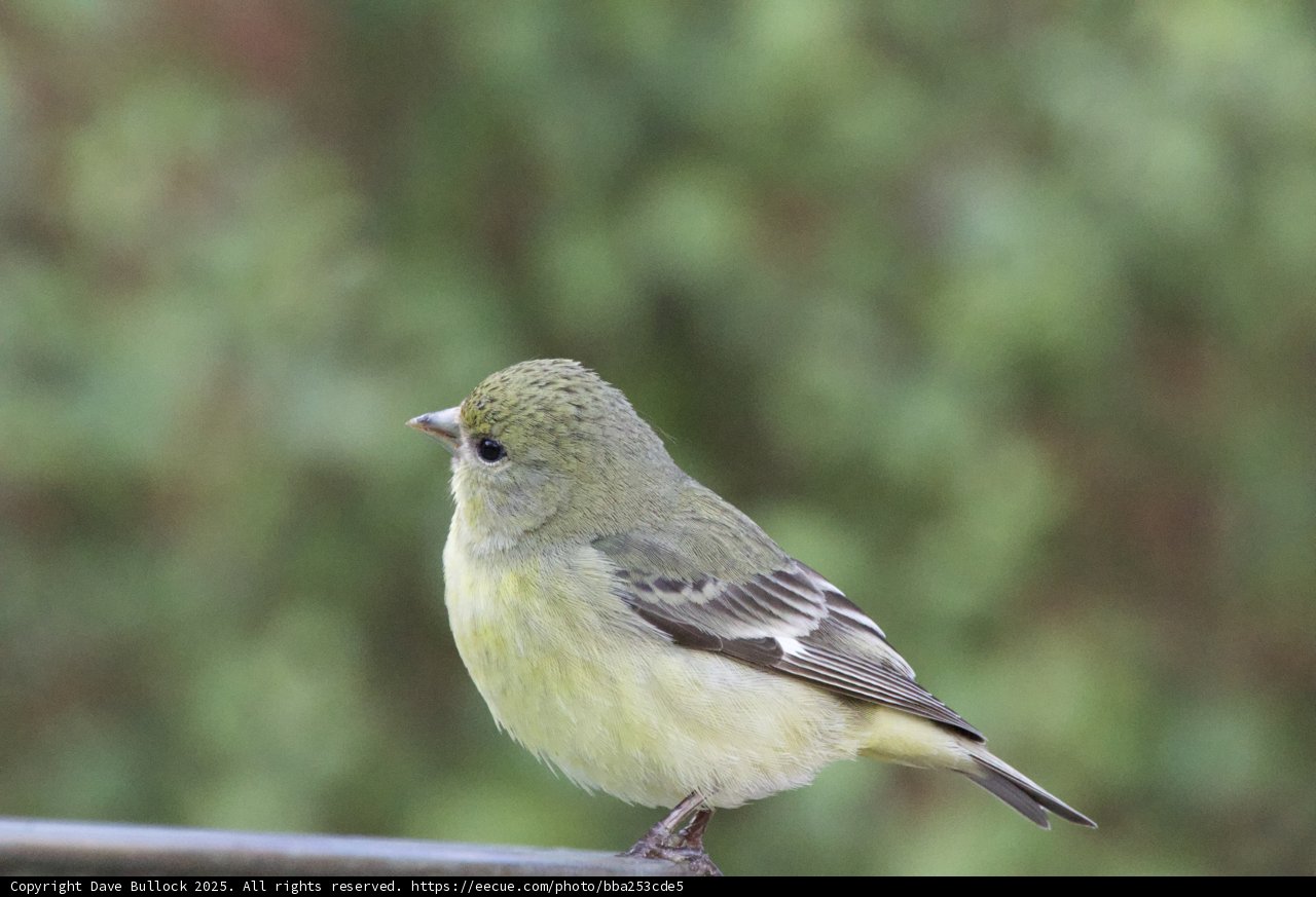 Springtime Songbird
