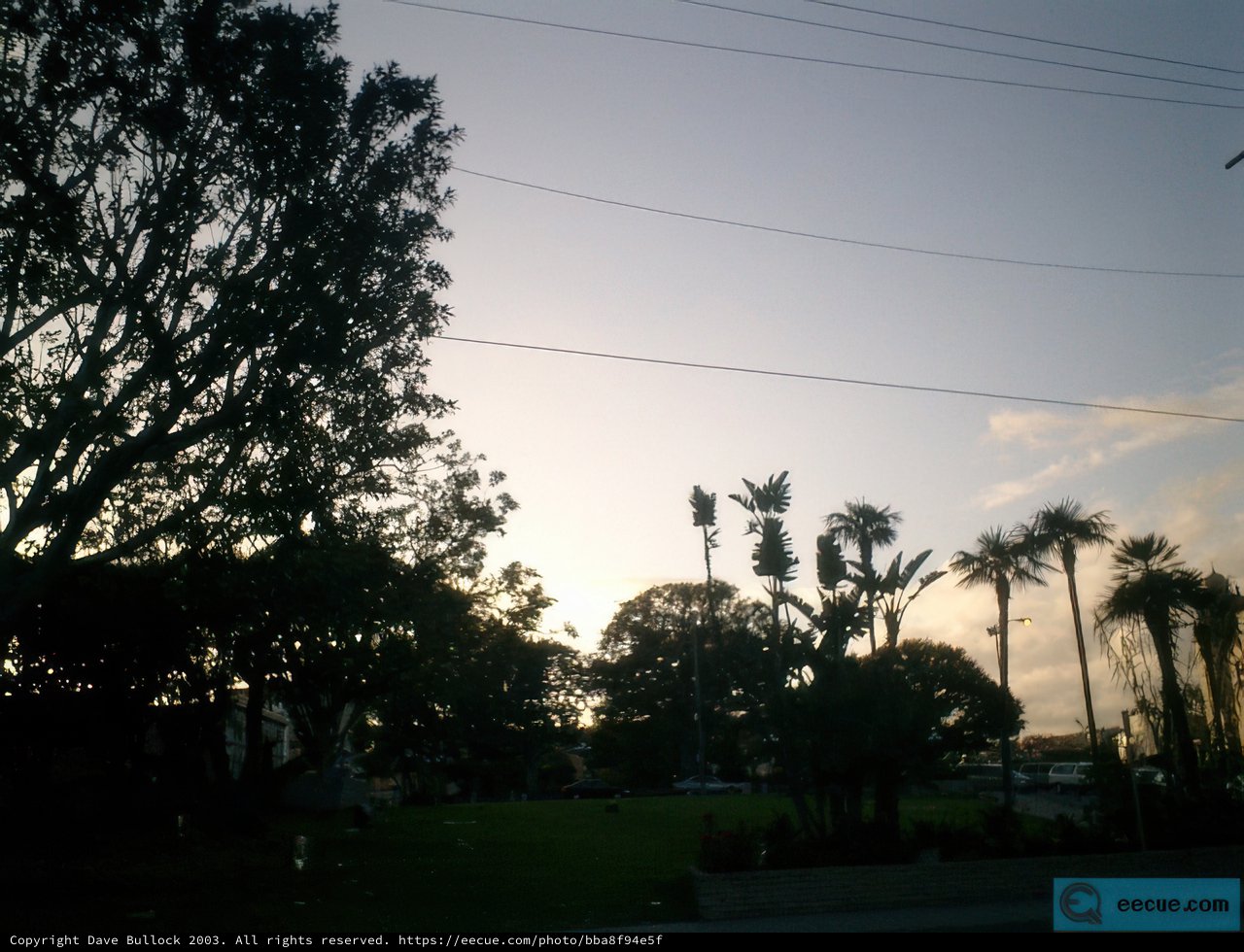 Sunset Silhouette of Palm Trees and Power Lines