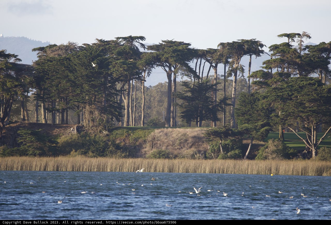 Flight of Serenity on Lake Merced