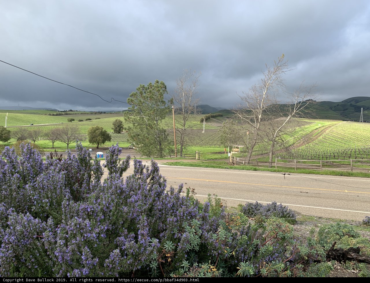 A Scenic Drive Through a Lavender Field