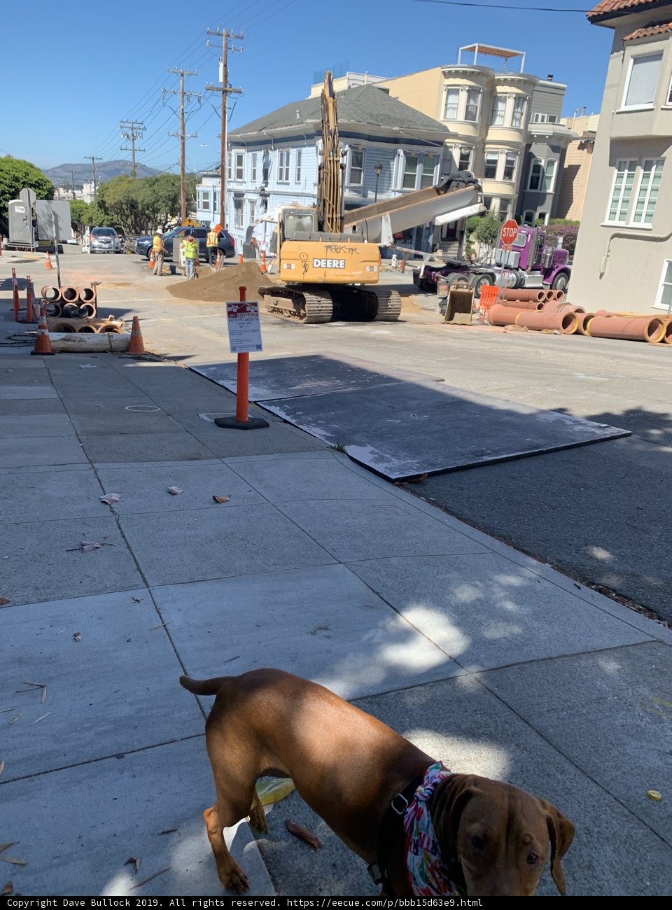 Urban Pup on the Paved Path