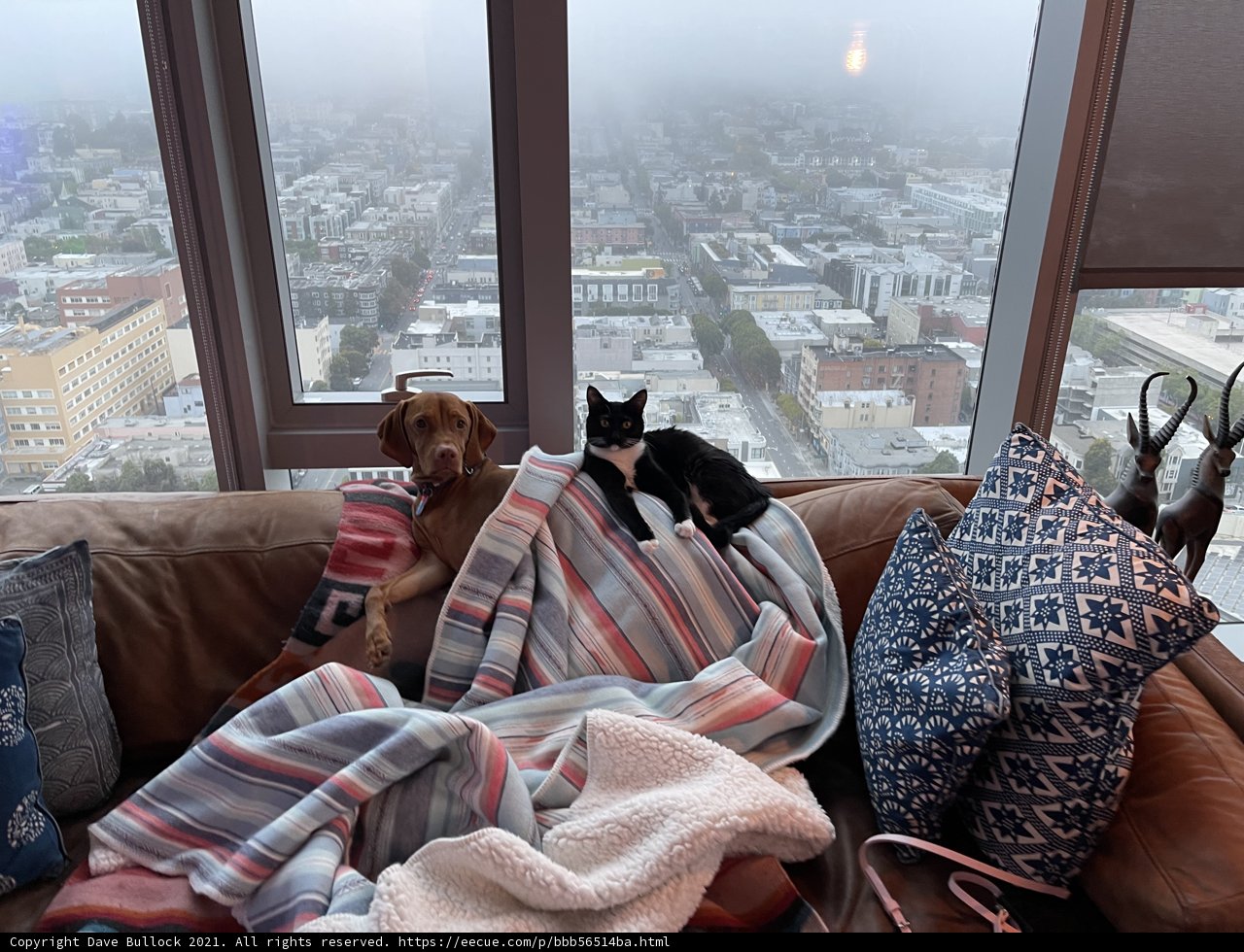 Furry Friends on the Couch
