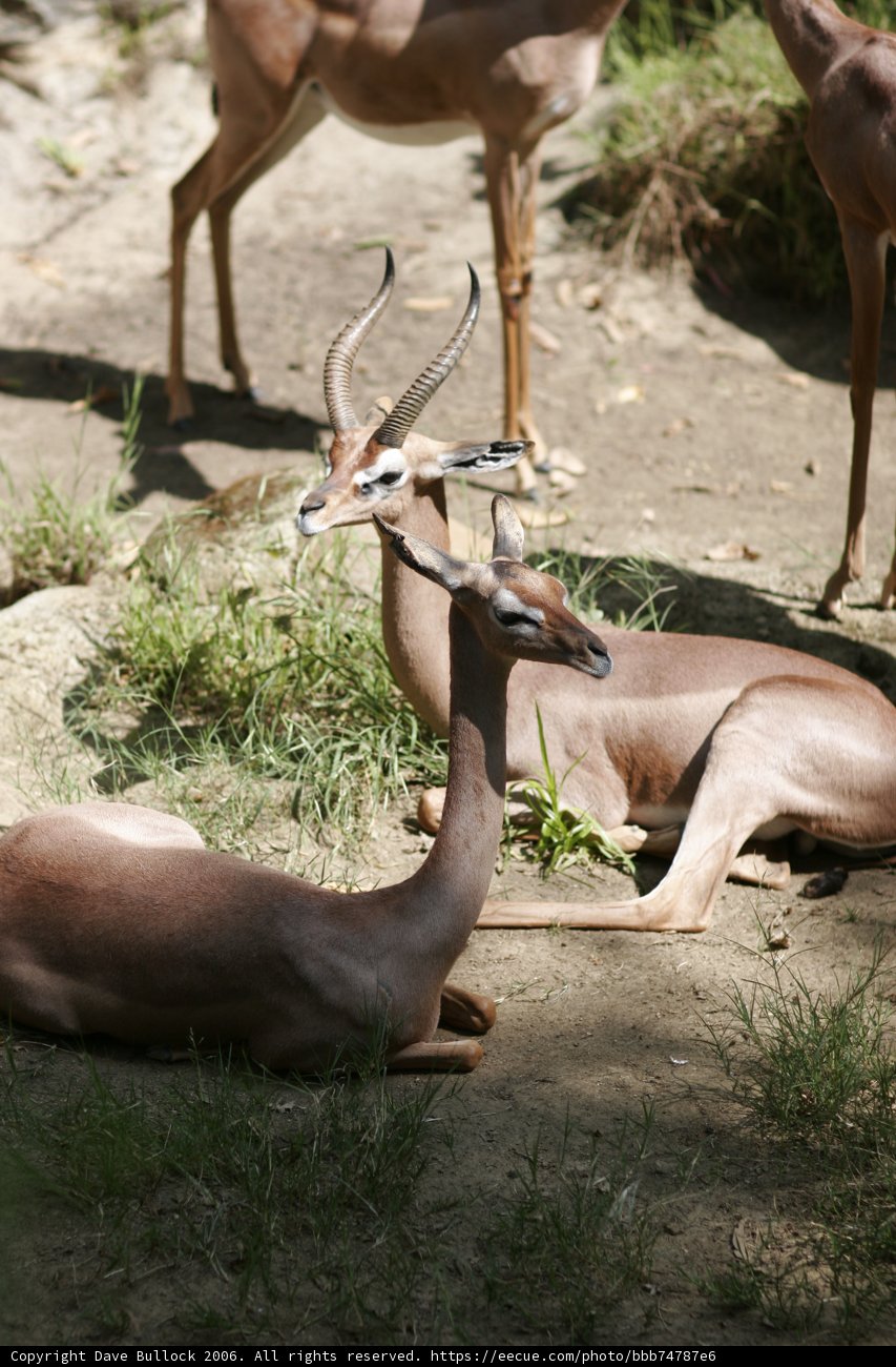 Wildlife Grazing in the Open Field