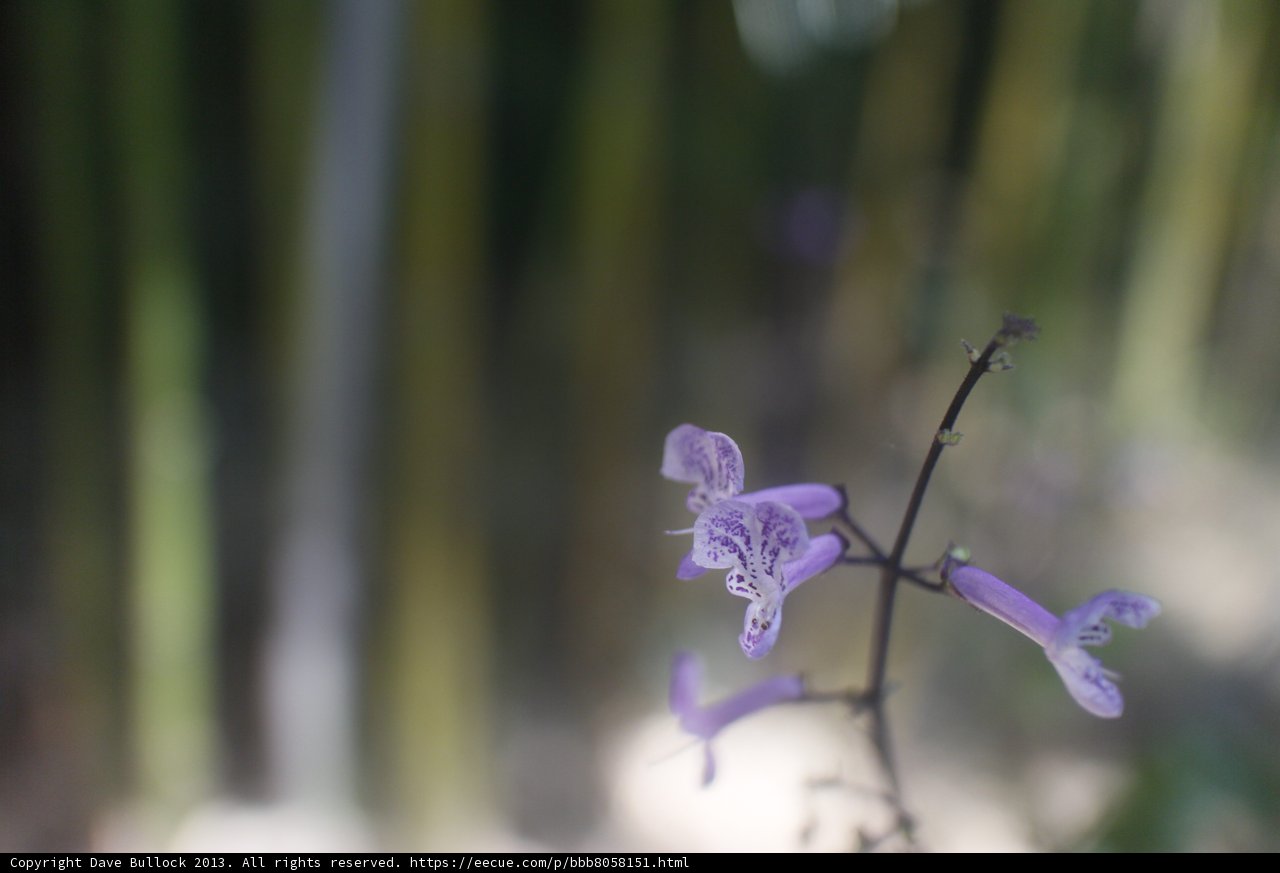 Purple Flower and Bamboo Plant