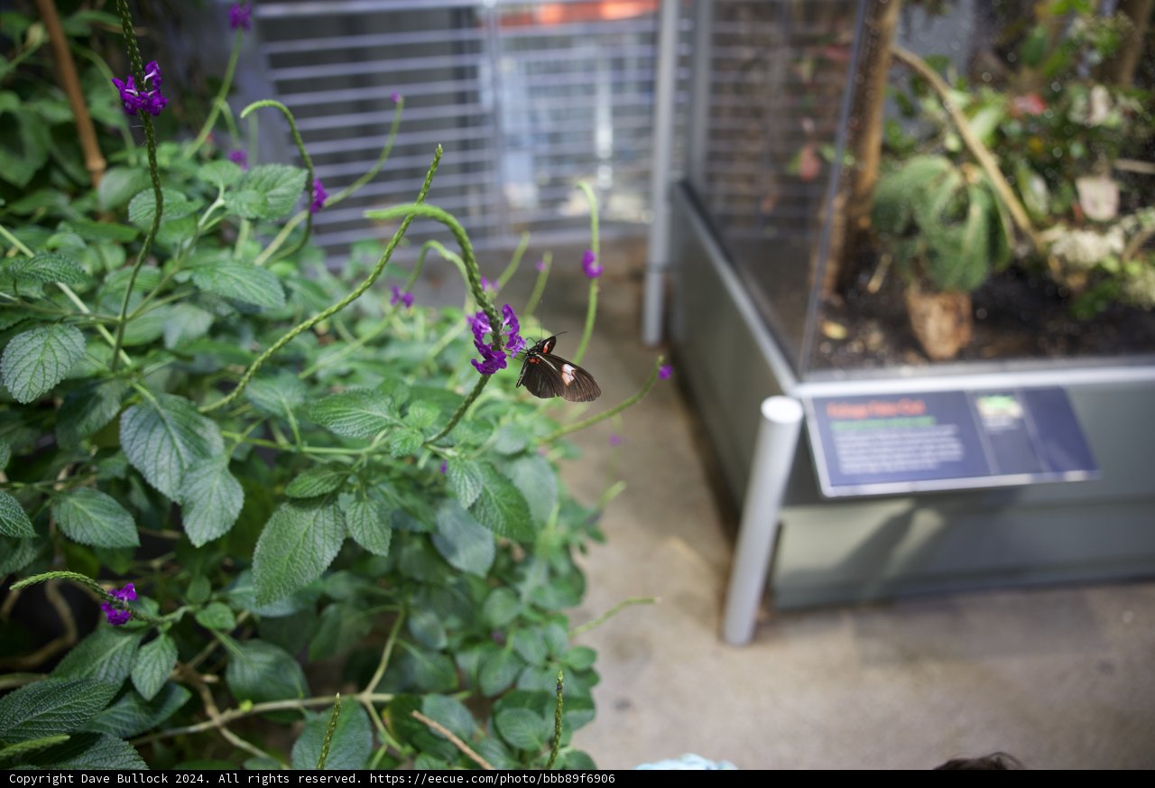 Nature's Bounty: A Vivid Encounter