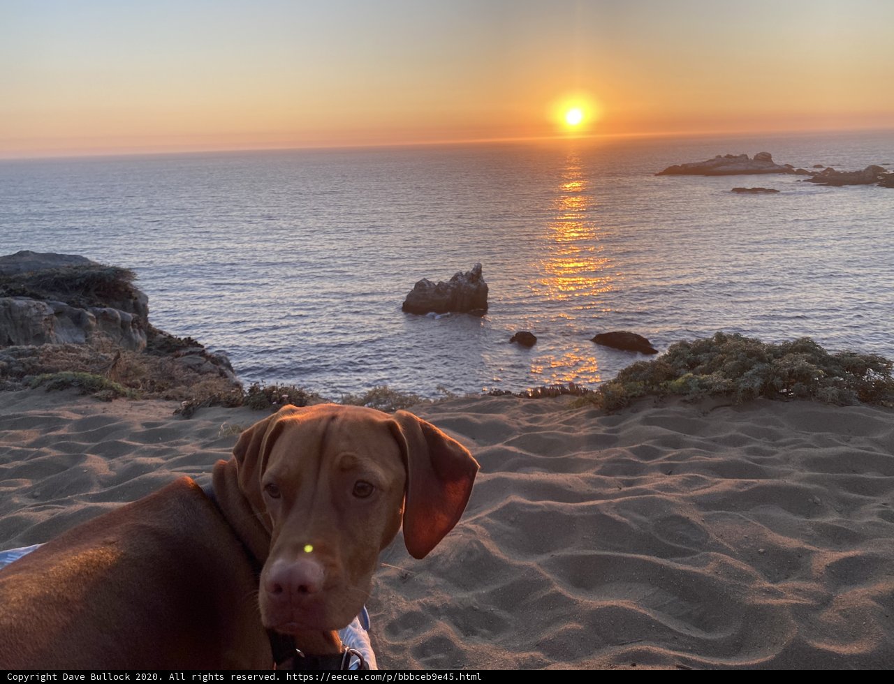 Sunset Paws