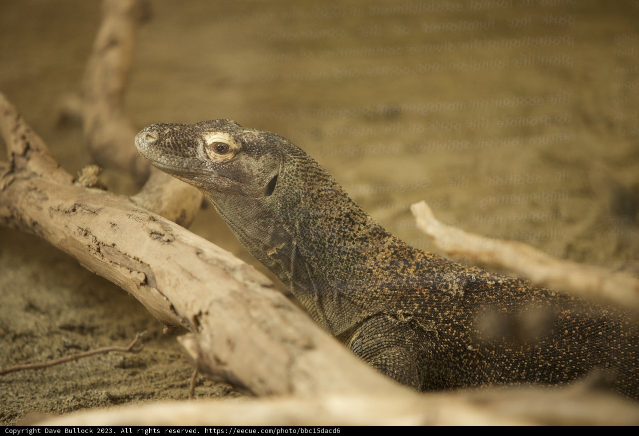 Lizard Lounging at the SF Zoo