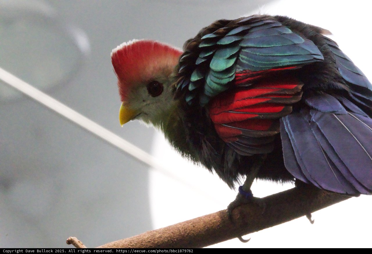 Splendid Plumage Display