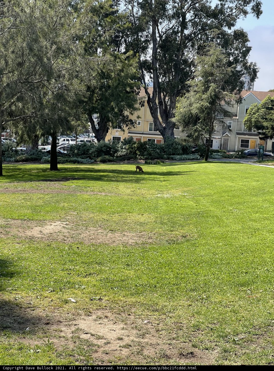 Paws in the Park