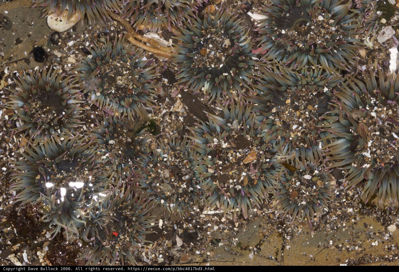 Sea Urchin Gathering