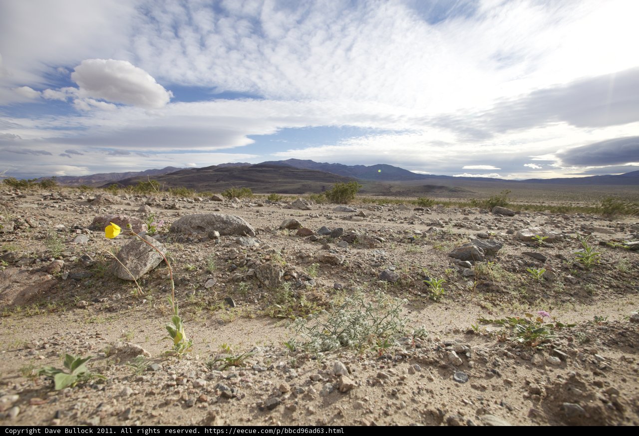 A Splash of Yellow in the Desert
