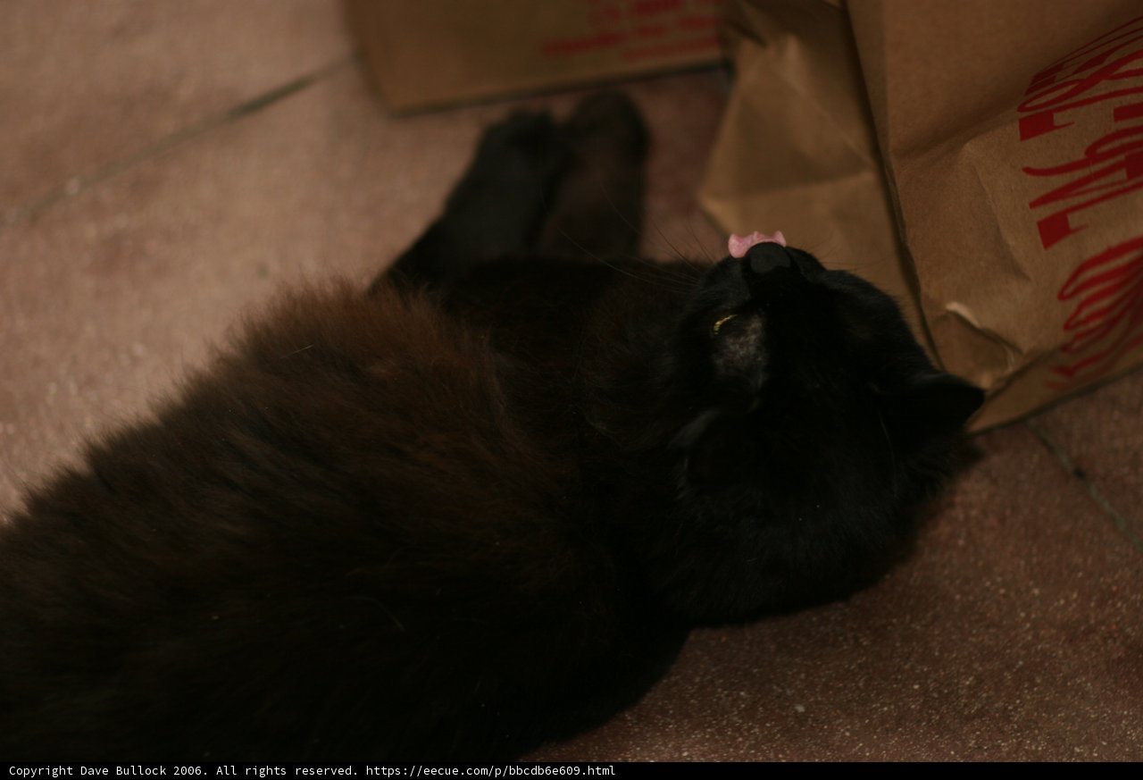 Lazy Day for a Black Cat