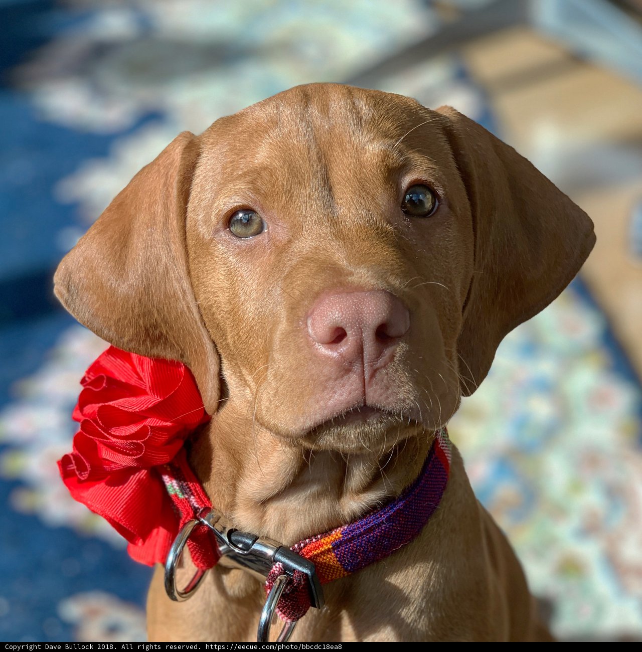 A Vizsla with a Red Flower